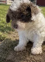 Wilson, a male Poodle - Toy  and Poodle - Miniature  for sale in Smyrna, TN – 2 of 6