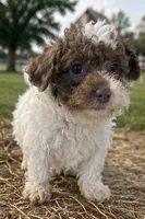 Wilson, a male Poodle - Toy  and Poodle - Miniature  for sale in Smyrna, TN – 3 of 6