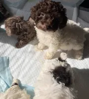 Pepper, a female Poodle - Toy  and Poodle - Miniature  for sale in Smyrna, TN – 2 of 4