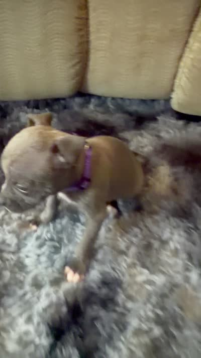 Blue nose pitbull 4, a female American Pit Bull Terrier for sale in Orangeburg, SC – 1 of 1