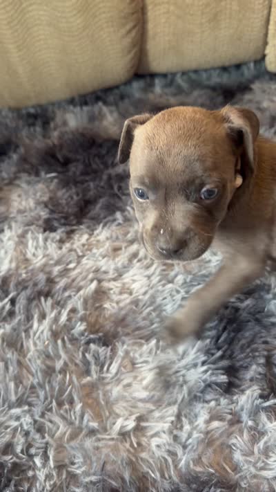 Blue nose Pitbull 3, a female American Pit Bull Terrier for sale in Orangeburg, SC – 1 of 1