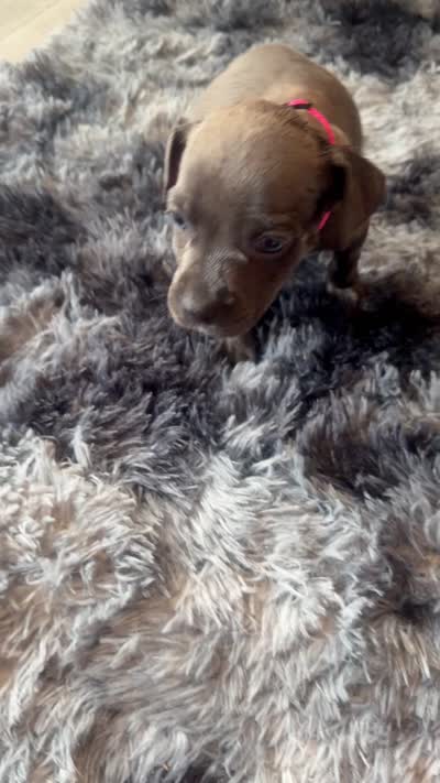 Blue nose pitbull 5, a female American Pit Bull Terrier for sale in Orangeburg, SC – 1 of 1