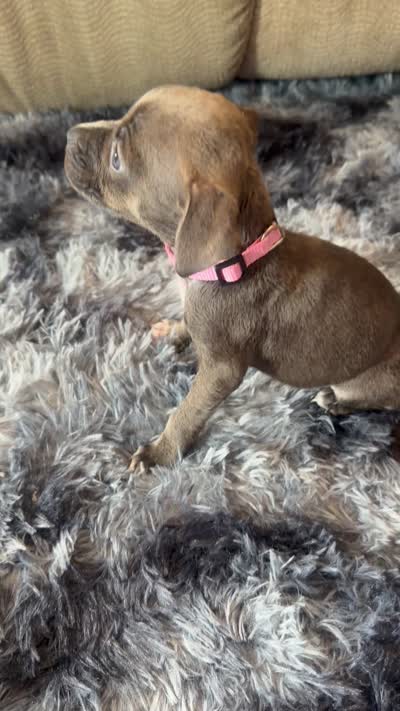 Blue nose Pitbull puppy 1, a female American Pit Bull Terrier for sale in Orangeburg, SC – 1 of 1