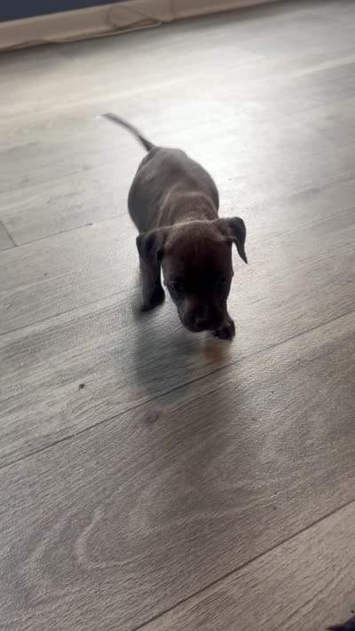 Blue nose Pitbull puppy 2, a female American Pit Bull Terrier for sale in Orangeburg, SC – 1 of 1