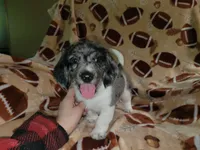 Greyson, a male Dachshund for sale in Burt, MI – 1 of 2