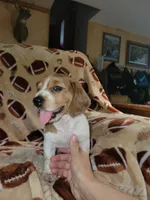 Tub Tub, a female Dachshund for sale in Burt, MI – 1 of 2
