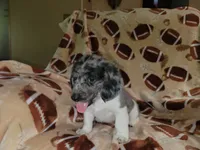 Greyson, a male Dachshund for sale in Burt, MI – 2 of 2