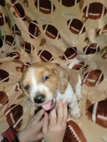 Tub Tub, a female Dachshund for sale in Burt, MI – 2 of 2