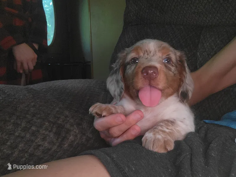 Yappicino – Dachshund puppy for sale in Burt, MI