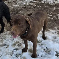 Belle, a female Labrador Retriever for sale in Greencastle, PA – Photo 2 of 4