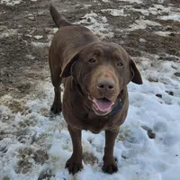 Belle, a female Labrador Retriever for sale in Greencastle, PA – Photo 4 of 4