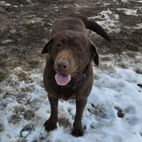 Belle, a female Labrador Retriever for sale in Greencastle, PA – Photo 1 of 4