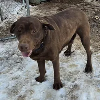Belle, a female Labrador Retriever for sale in Greencastle, PA – Photo 3 of 4