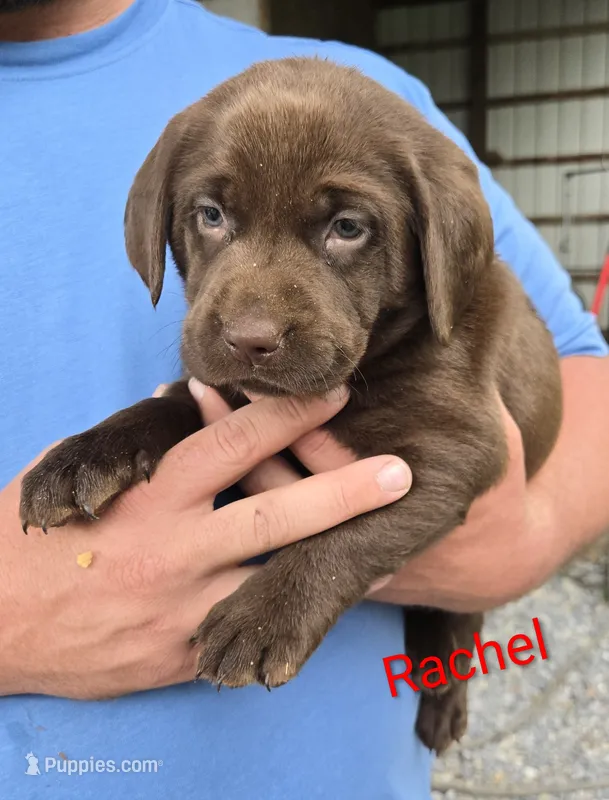 Rachel  – Labrador Retriever puppy on hold in Greencastle, PA