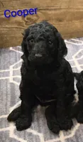 Cooper , a male Poodle - Standard  for sale in Greencastle, PA – 2 of 2