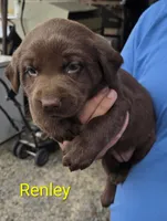 Renley , a female Labrador Retriever for sale in Greencastle, PA – 2 of 4