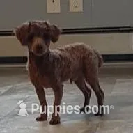 Diesel, a male Poodle - Toy  for sale in Greencastle, PA – Photo 4 of 4