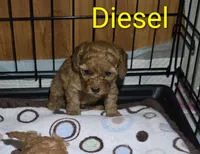 Diesel, a male Poodle - Toy  for sale in Greencastle, PA – Photo 2 of 4