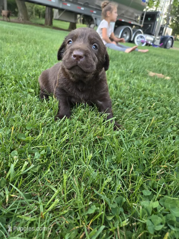 Renley  – Labrador Retriever puppy for sale in Greencastle, PA