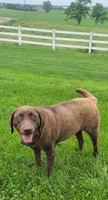 Renley , a female Labrador Retriever for sale in Greencastle, PA – Photo 2 of 3