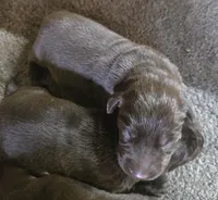 Renley , a female Labrador Retriever for sale in Greencastle, PA – Photo 1 of 3