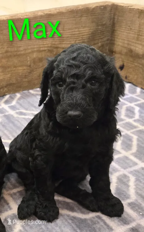 Max  – Poodle - Standard  puppy for sale in Greencastle, PA