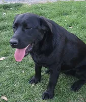 Nova , a female Labrador Retriever for sale in Greencastle, PA – 2 of 3