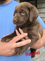 Rachel , a female Labrador Retriever for sale in Greencastle, PA – 2 of 4