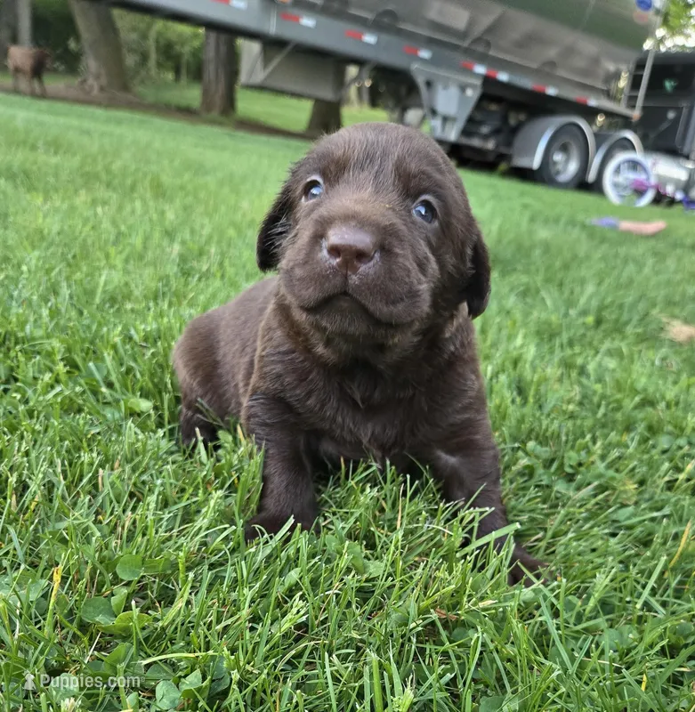 Rachel  – Labrador Retriever puppy for sale in Greencastle, PA