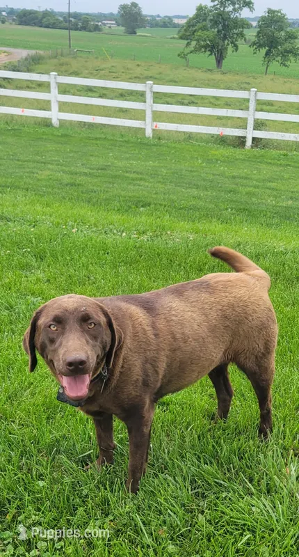 Zivah  – Labrador Retriever puppy for sale in Greencastle, PA