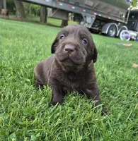 Rashell, a female Labrador Retriever for sale in Greencastle, PA – 2 of 5
