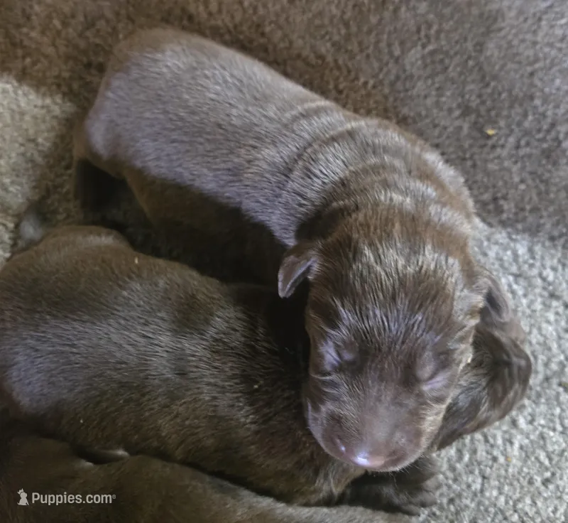 Rashell – Labrador Retriever puppy for sale in Greencastle, PA