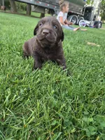 Rashell, a female Labrador Retriever for sale in Greencastle, PA – 3 of 5