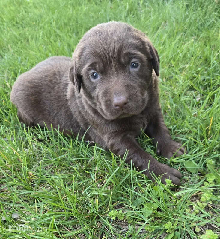 Rashell – Labrador Retriever puppy for sale in Greencastle, PA