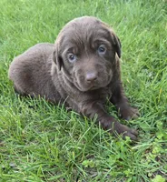 Rashell, a female Labrador Retriever for sale in Greencastle, PA – 1 of 5