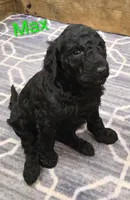 Max , a male Poodle - Standard  for sale in Greencastle, PA – 2 of 2