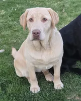 Aspen , a female Labrador Retriever for sale in Greencastle, PA – 3 of 3