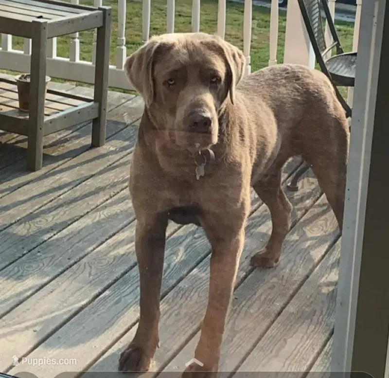 Rascal  – Labrador Retriever puppy for sale in Greencastle, PA