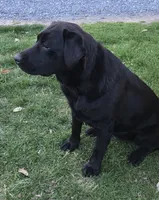 Nova , a female Labrador Retriever for sale in Greencastle, PA – 3 of 3