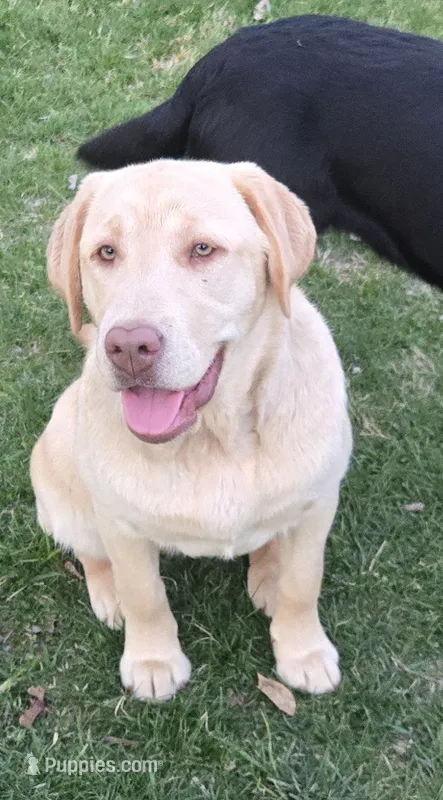 Aspen  – Labrador Retriever puppy for sale in Greencastle, PA