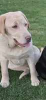 Aspen , a female Labrador Retriever for sale in Greencastle, PA – 2 of 3
