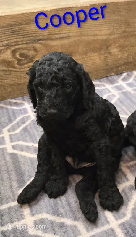 Cooper  – Poodle - Standard  puppy for sale in Greencastle, PA