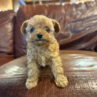 Digger, a male Poodle - Toy  for sale in Greencastle, PA – Photo 1 of 4