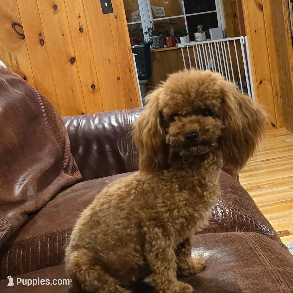 Digger, a male Poodle - Toy  for sale in Greencastle, PA – Photo 3 of 4