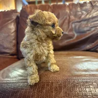 Digger, a male Poodle - Toy  for sale in Greencastle, PA – Photo 2 of 4