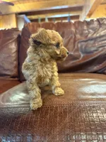 Digger, a male Poodle - Toy  for sale in Greencastle, PA – Photo 2 of 4