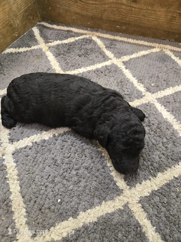 Cooper  – Poodle - Standard  puppy for sale in Greencastle, PA