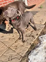 Captain , a male Labrador Retriever for sale in Greencastle, PA – 2 of 3
