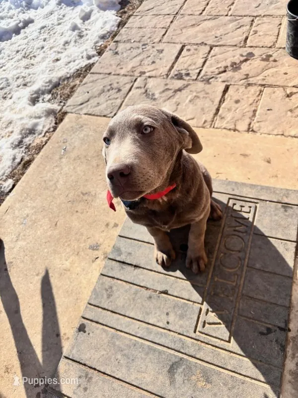 Captain  – Labrador Retriever puppy for sale in Greencastle, PA