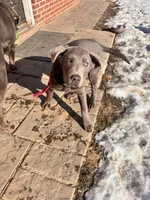 Captain , a male Labrador Retriever for sale in Greencastle, PA – 3 of 3